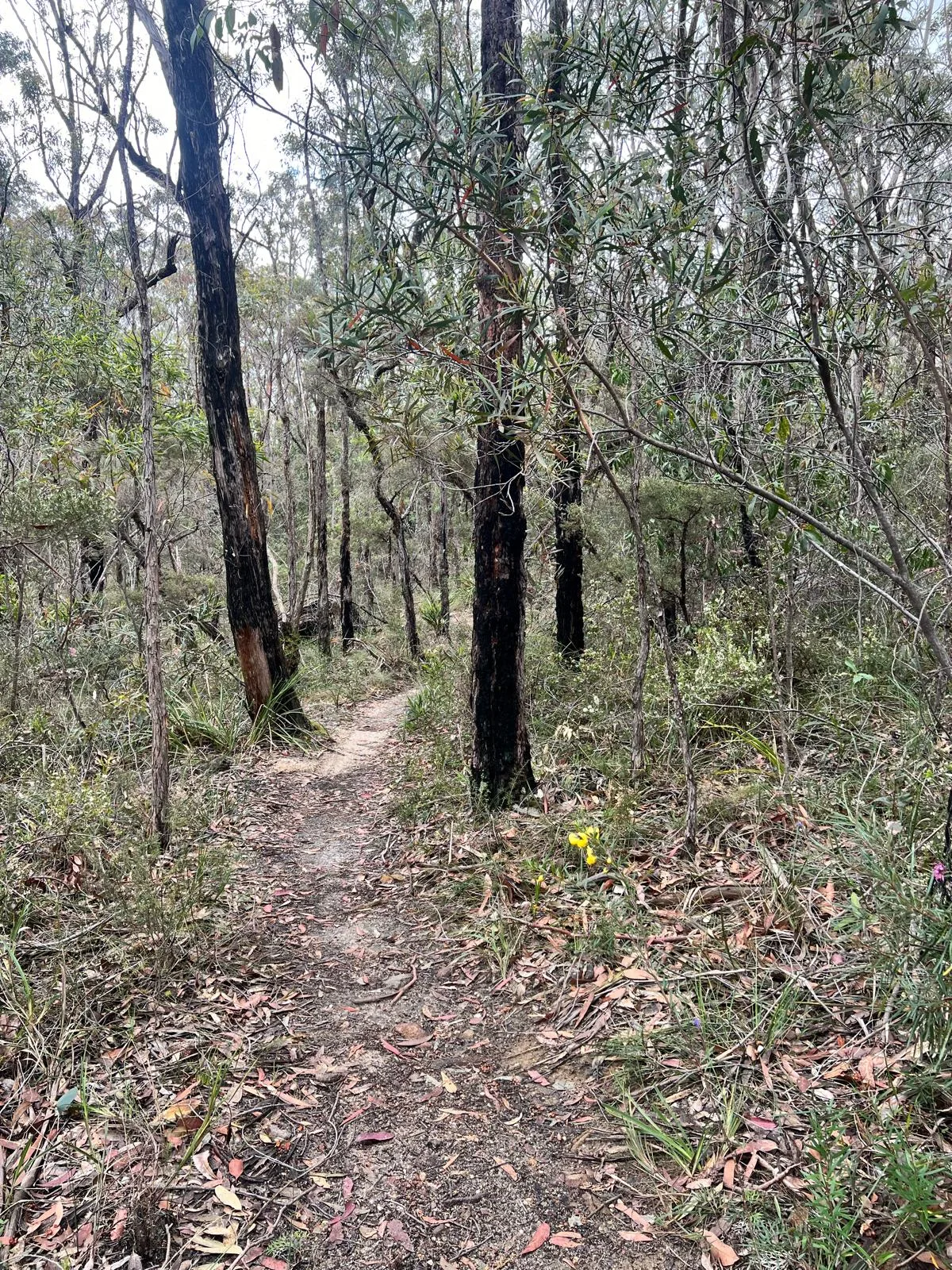 Hazelbrook MTB trail in Blue Mountains, NSW
