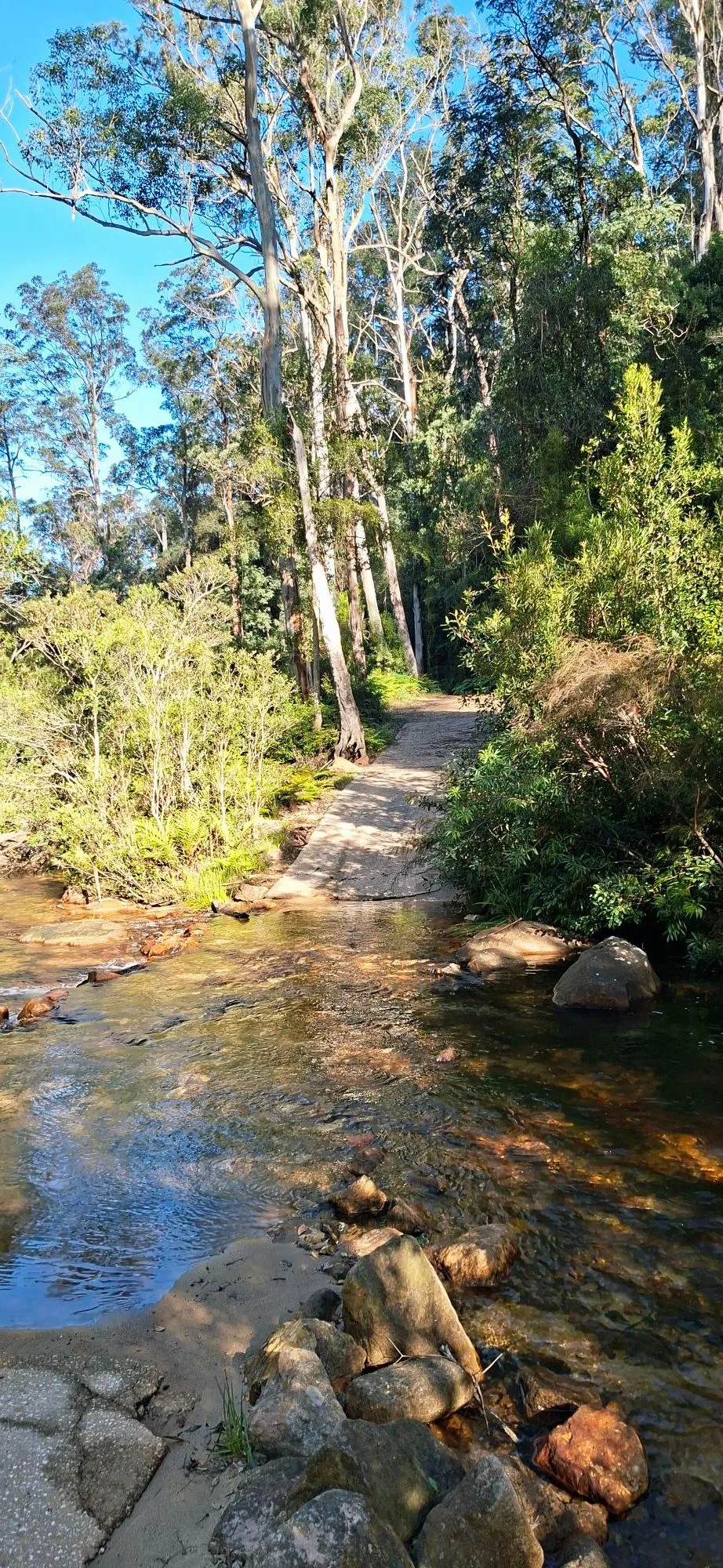 Andersons Trail Gravel trail in Wentworth Falls / Blue Mountains, NSW