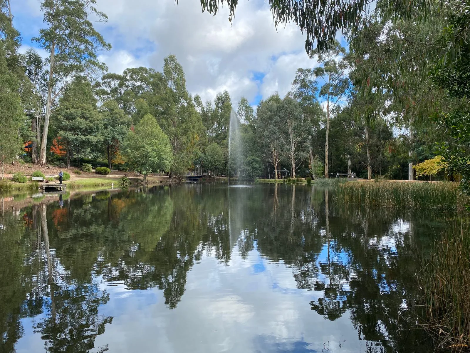 Lake Mountain Alpine Resort MTB trail in Yarra Valley / Alpine foothills, VIC