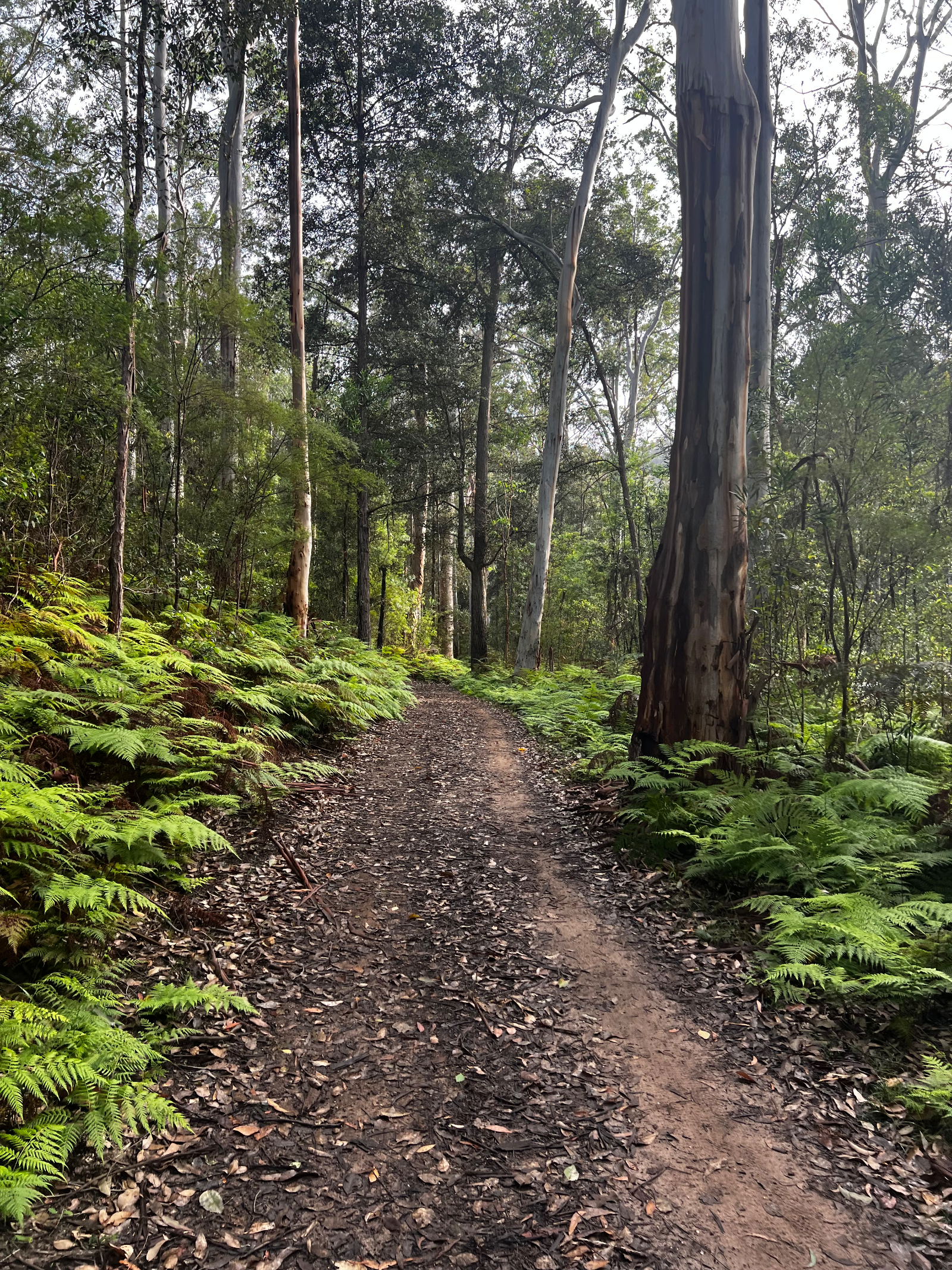 Shaws Ridge / Blue Gum Swamp Loop — MTB in Winmalee / Blue Mountains, NSW