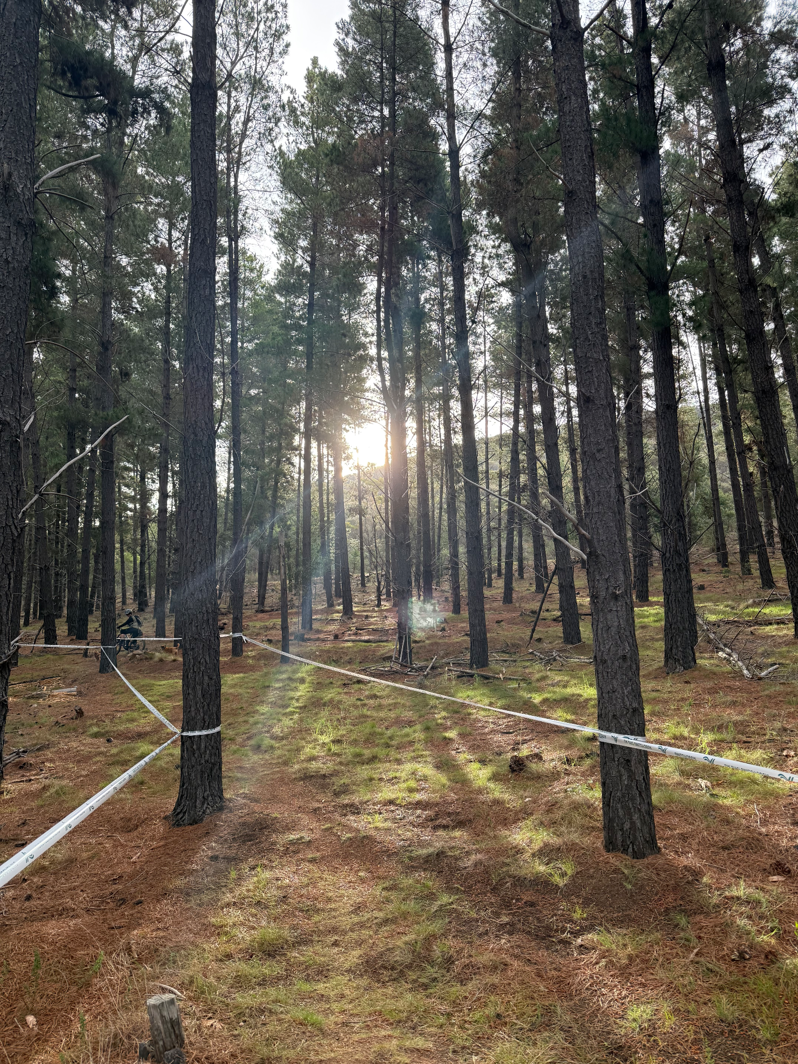 Majura Pines Trails — MTB in ACT, ACT