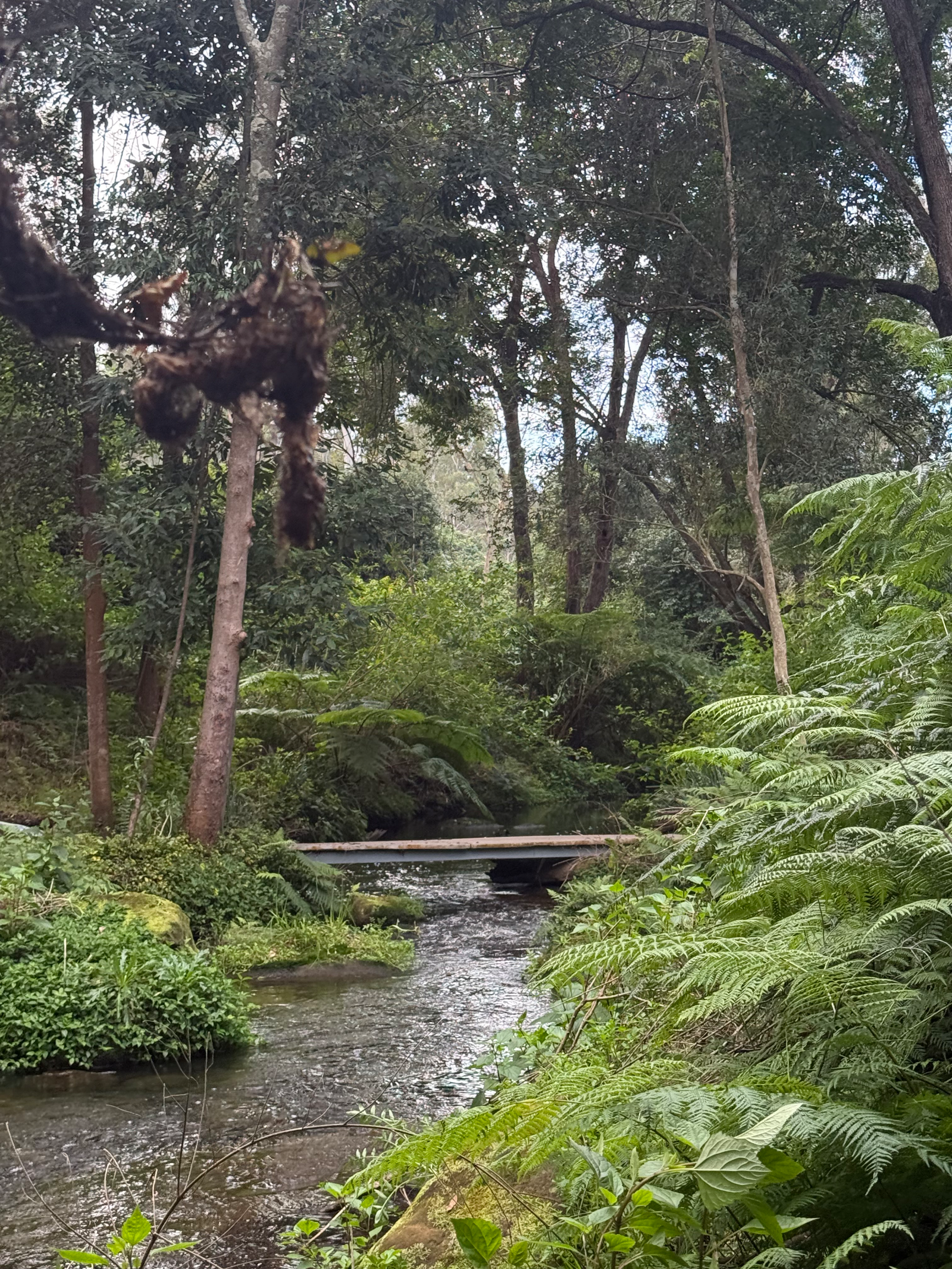 Yellomundee Regional Park — MTB in Blue Mountains / Western Sydney, NSW