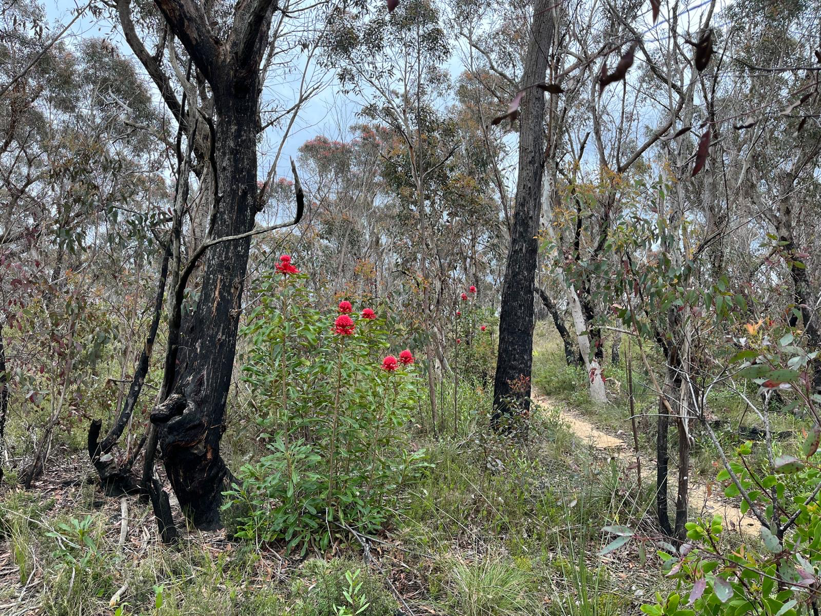 Burramoko Ridge (Hanging Rock) trail — MTB in Blackheath, Blue Mountains, NSW
