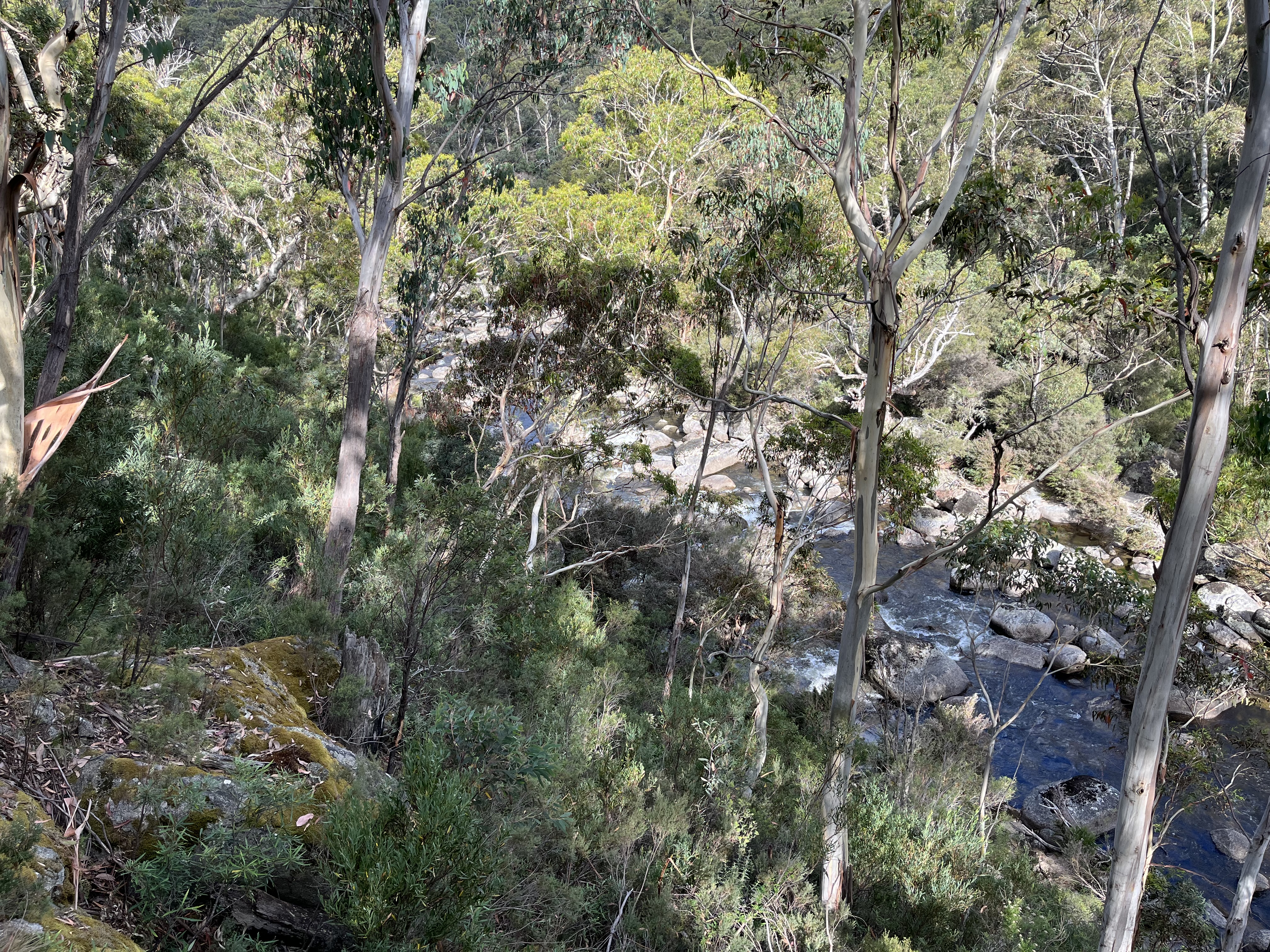 Thredbo Valley Trail TVT MTB trail in Snowy Mountains, NSW