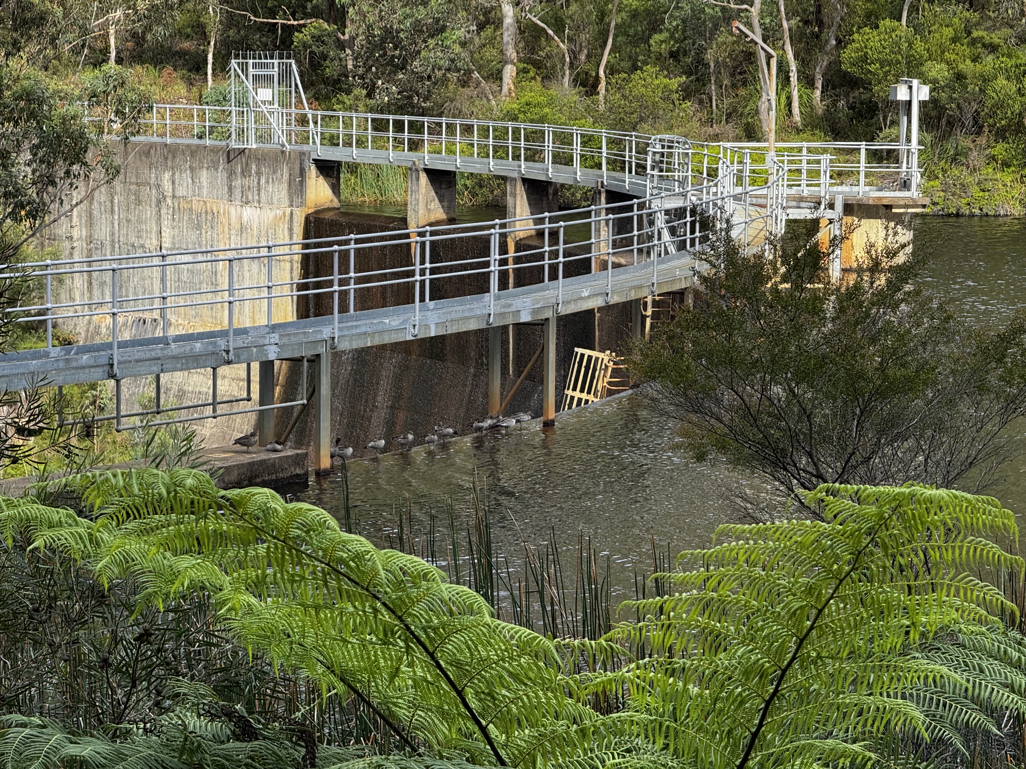 Woodford Dam — MTB in Winbourne Road - Hazelbrook - Blue Mountains, NSW